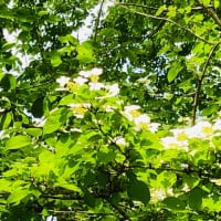 山中湖の植物