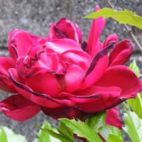 庭に咲いているツツジの花と盛りを過ぎた赤のバラの花とアマリリスの花♪