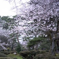 ●兼六園　ソメイヨシノ　50mmマクロと望遠ズームで