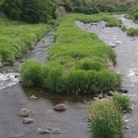 歩いて1分20秒川！！鮎解禁！