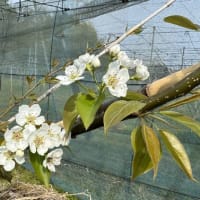 ネパール梨の開花