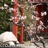 亀の神社の梅と河原鶸
