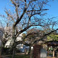 公園の花見