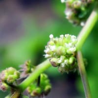 マメアサガオが咲いていたので、隣りの藪の野の草たちを撮ってみた