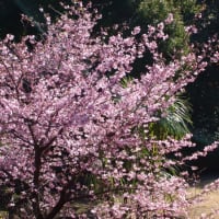 河津桜も咲きました