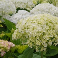美しく彩って・・