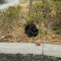 お外の子たち
