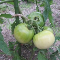 夏野菜の　初収穫