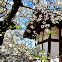 大徳寺の桜