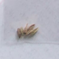 ガウラ リンドハイメリー ザ ブライド
