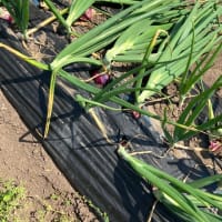 木陰で草取りとキウイの苗
