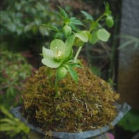 開花中の小山飾りのクリスマスローズ、H.リグリクス。 この植え込みも早や約8年程経過・・・