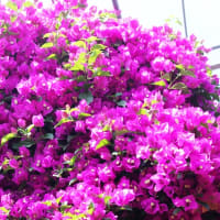 唐津観光花園 「ブーゲンの森」から・・・⑪