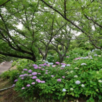 種松山西園地のあじさい　見頃　2025年6月14日　