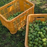 町の房総族始動☝️
