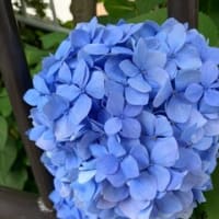 紫陽花