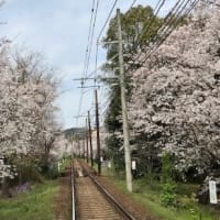 桜餅と桜電車