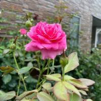 小山内健さんのバラ、シルフィシルフィとつるバラ２番花