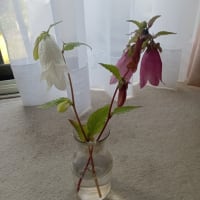 いつの間にか