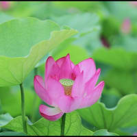 「福昌寺」の 大使蓮
