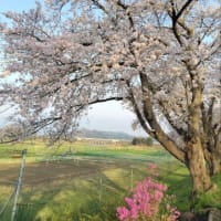 せっせと保存
