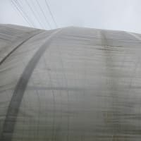 一雨あって