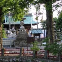 ほのぼの、カルガモ親子の群れが、並んで泳ぐ姿、ドキドキ眺め　(　岐阜県美濃地方　)