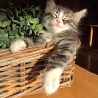 可愛く癒される猫ちゃんたちその④