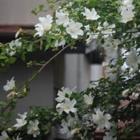 ノウゼンカズラ ・ムクゲ