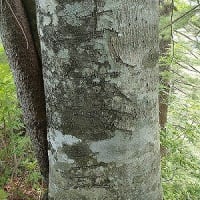 なため　（鉈目）