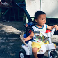 ナポレオン ボナパルト インドネシアsurabayaだより