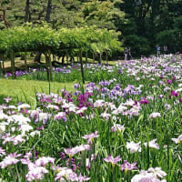 ＃161 -’25.　小石川後楽園で花菖蒲を楽しむ（花菖蒲遍）