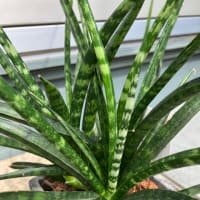 観葉植物　サンセベリア