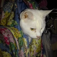 今日は猫の日らしい？