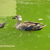 「相武台GP」の雨水池では「カルガモ」の雛が大きく成長す！！