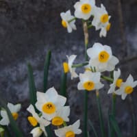 水仙の花　２０１６年１月１０日（日）