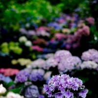 あぢさゐ回廊-奈良県桜井市：長谷寺