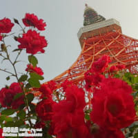 薔薇と東京タワー 東京の携帯風景 花風景