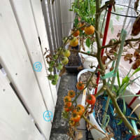 暑くても頑張ってる野菜達
