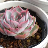 花もいらぬ子も要らぬ
