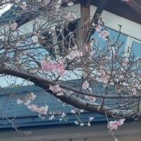 冬に咲く桜の思い出