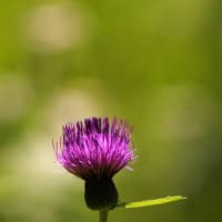 ノアザミの花