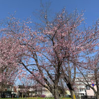 近くの公園では桜、梅、ツツジが花開いてる