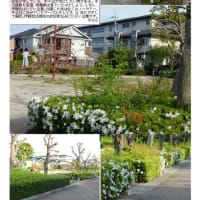 花巡り　ツツジ－その408　香日向　千塚南公園