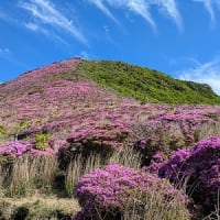 平治岳のミヤマキリシマ今年は最高！１株だけある白いミヤマキリシマ発見