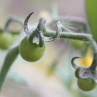お庭日誌：６月２２日　ラズベリーを植える