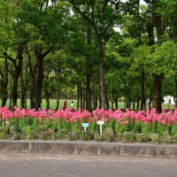 しゃくやくの花　健康の森公園　2025/05/08（鹿児島）