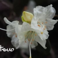 「黄花石楠花の花が咲きました」　MY　GARDEN　2022.05.20日撮影