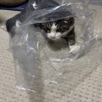 インデアンのカレー