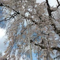 枝垂れ桜開花状況（平成31年4月8日）
